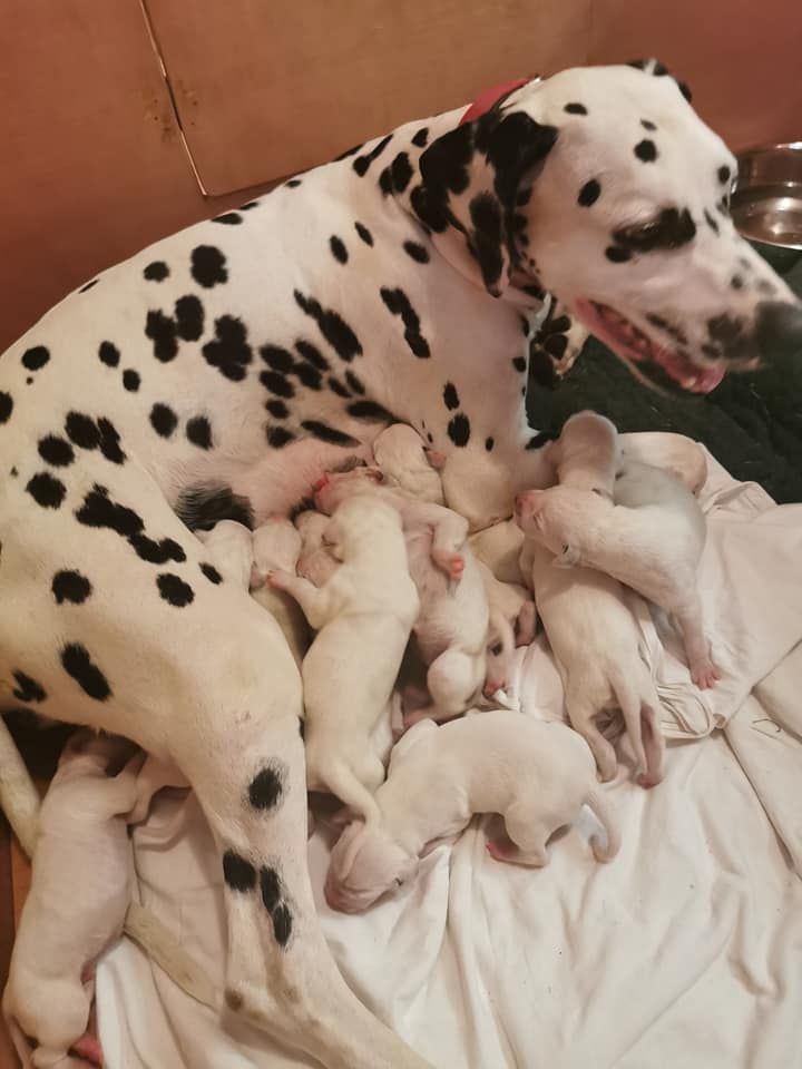 chiot Dalmatien of Castle of Youngs
