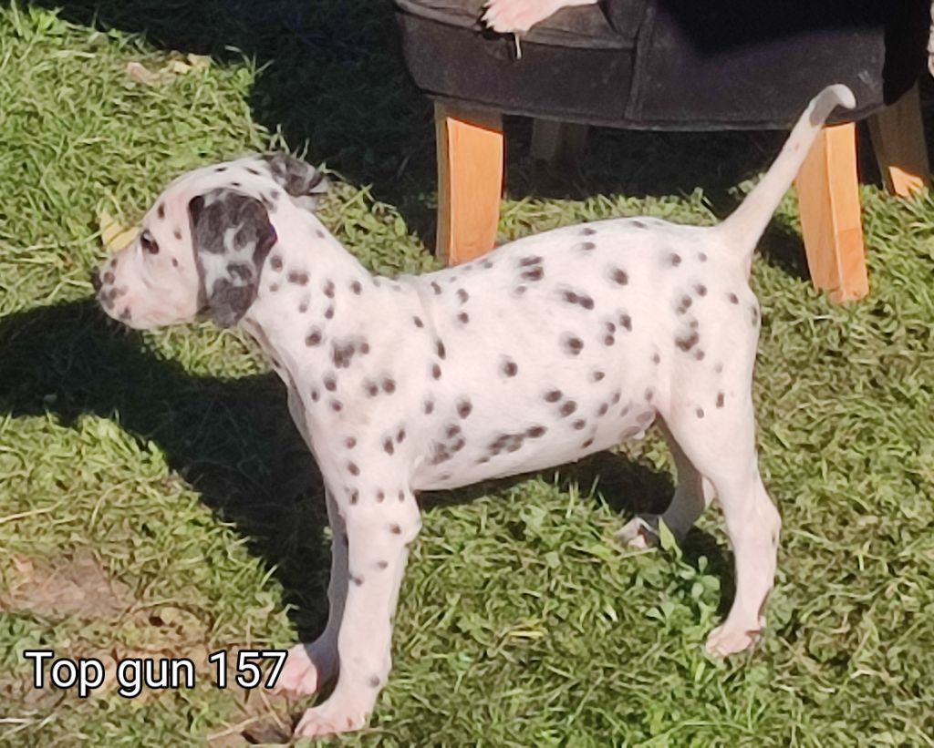 of Castle of Youngs - Chiot disponible  - Dalmatien