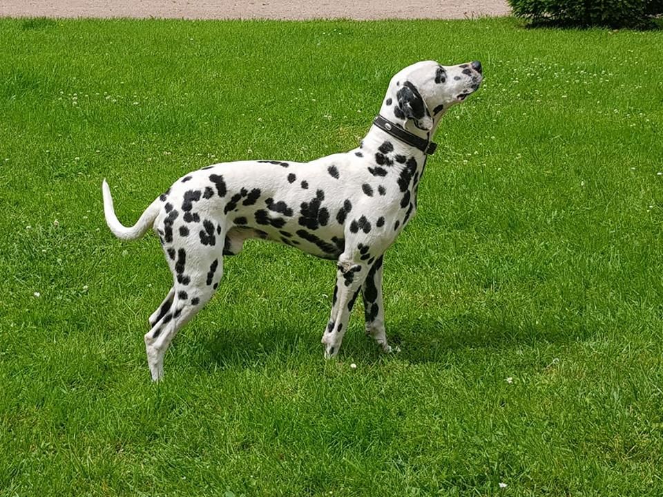 Lucky (Sans Affixe)