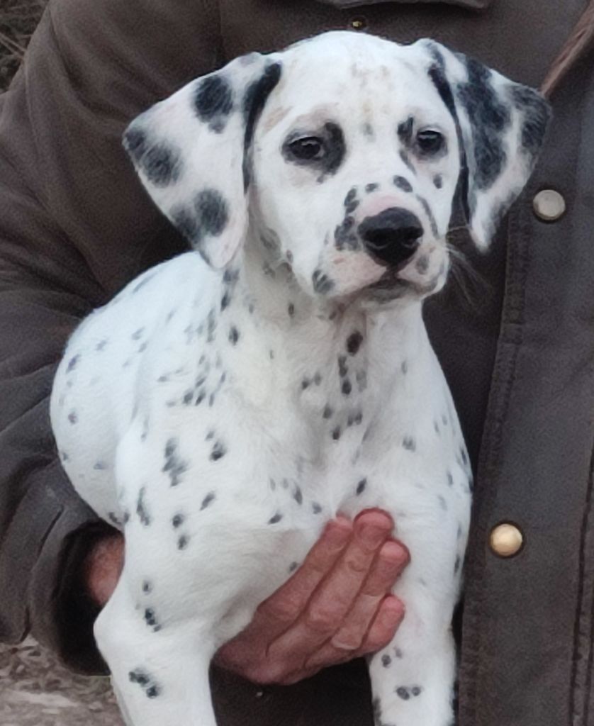 of Castle of Youngs - Dalmatien - Portée née le 06/11/2021
