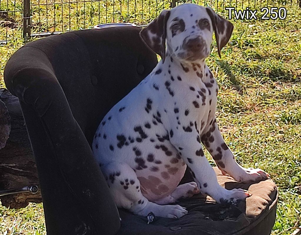 of Castle of Youngs - Chiots disponibles - Dalmatien