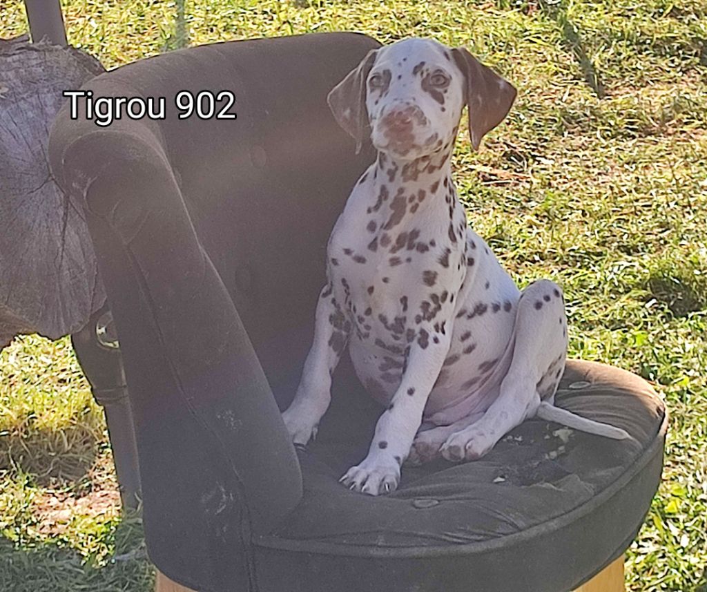 of Castle of Youngs - Chiots disponibles - Dalmatien