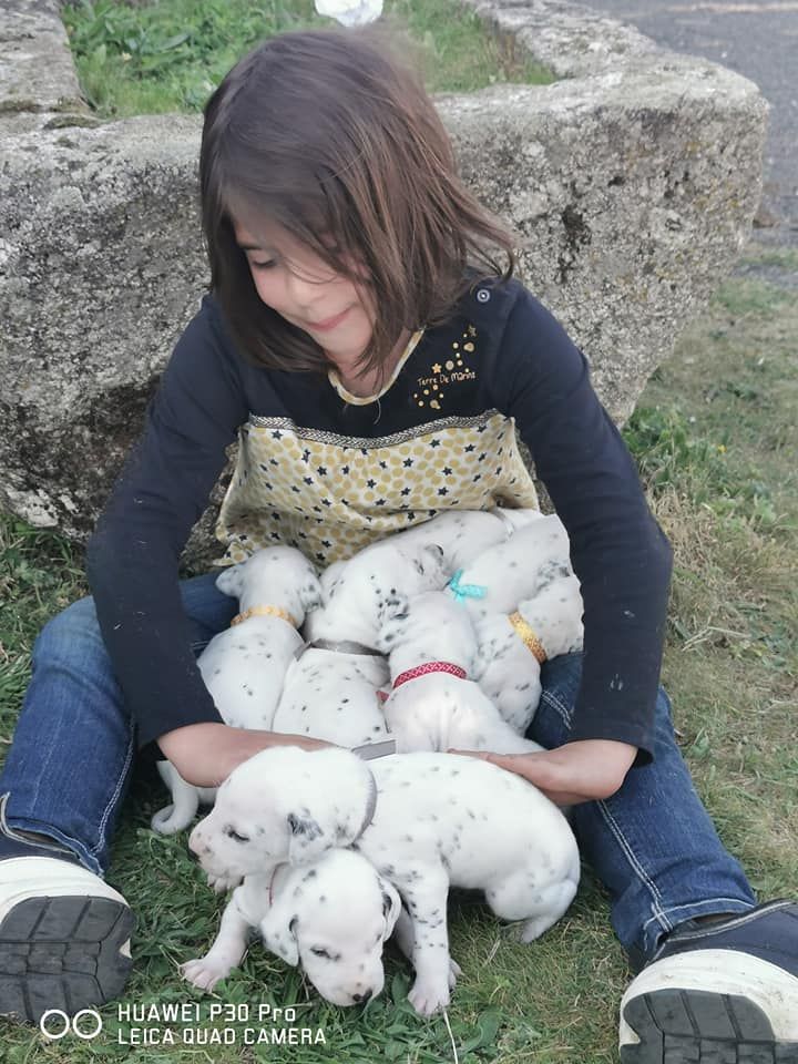 Chiot Dalmatien of Castle of Youngs